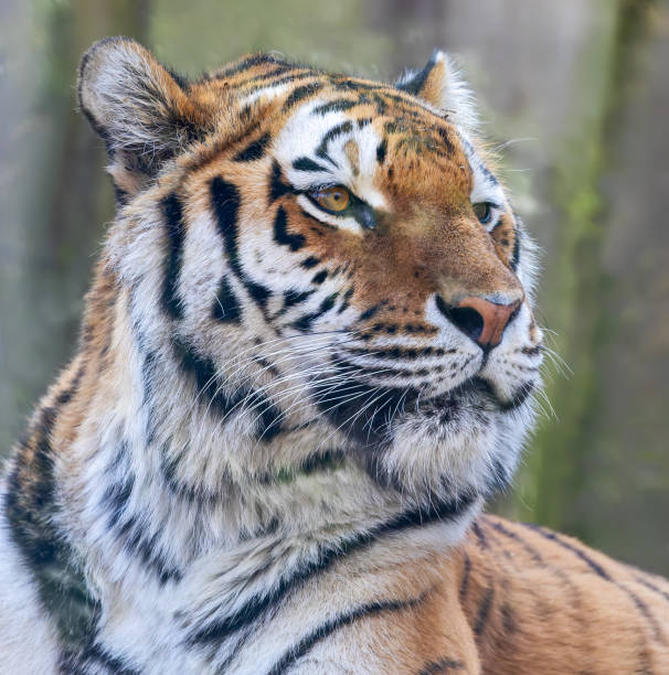 istock Close up view of a Siberian tiger (Panthera tigris altaica) 1396855679