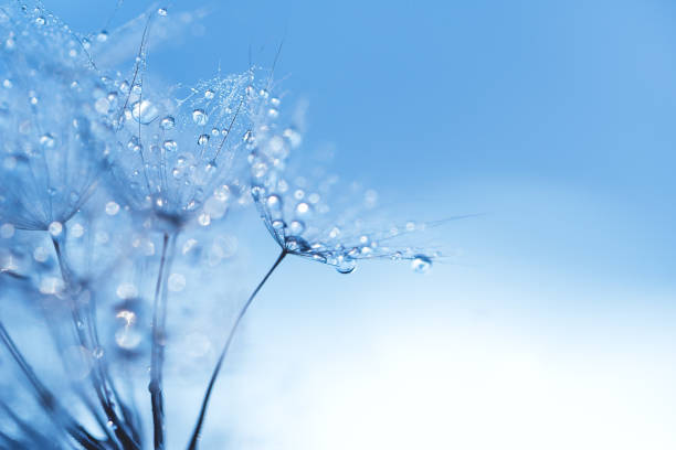 macro natura. bella rugiada gocce su macro di semi di tarassaco. bellissimo sfondo morbido. - dandelion water dandelion seed dew foto e immagini stock