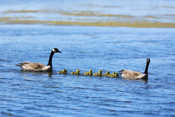 istock Pair of Canada Goose, Branta canadensis, shepherding chicks 1396857402