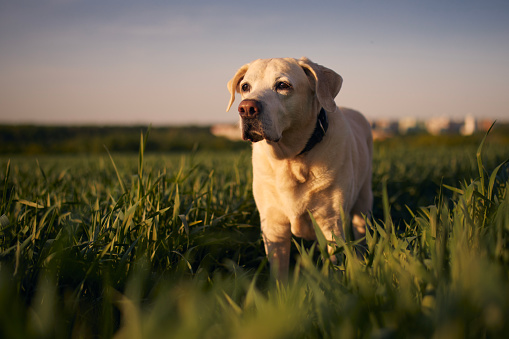 Old dog looking at sunset. Labrador retriver walking across field.\