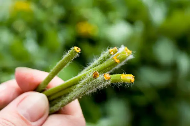 Chelidonium leaf sprout in hand. Chelidonium exudes yellow orange latex or sap. Herbal remedy concept. Selective focus.