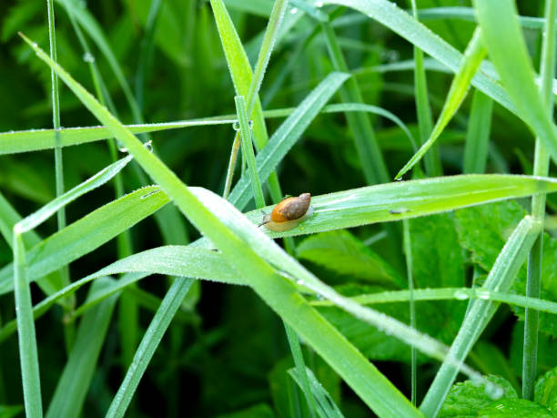 istock Macrophotography of an insect. 1396861388