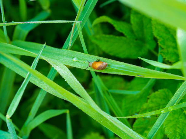 istock Macrophotography of an insect. 1396861393