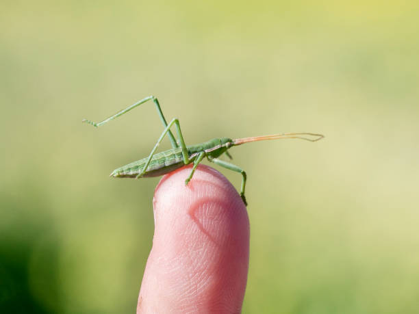 istock Insect close-up, macro photo 1396861530