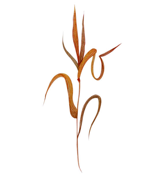 istock watercolor autumn blades of grass. isolated element on a white background. Watercolor illustration 1396861547