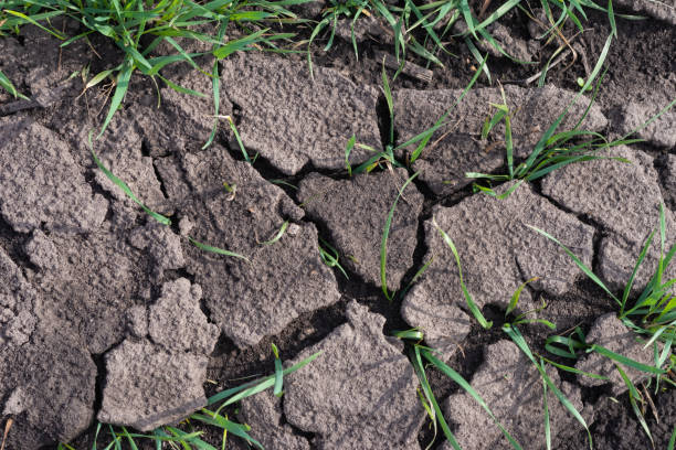 istock Cracked earth soil as a texture background. Top view. 1396862346