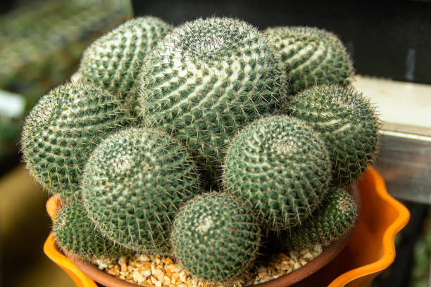 istock close up thorny cactus 1396862356