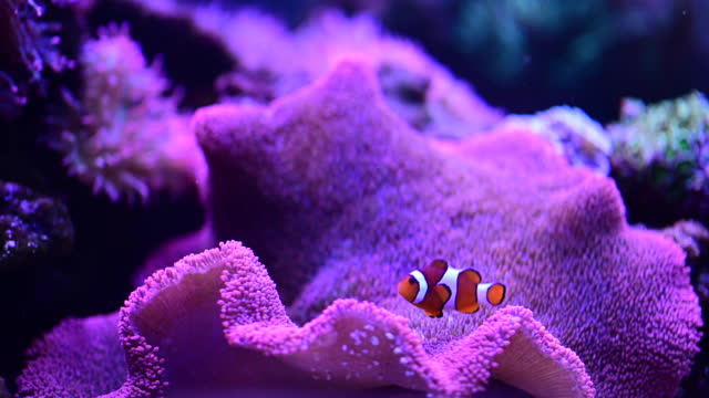 Deep Sea Navigator cute little clownfish playing on the reef, colorful clownfish in the reef, anemone on the tropical reef.