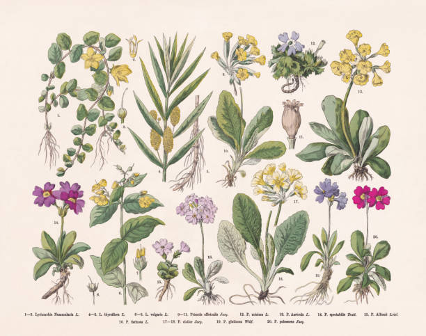 Flowering plants (Angiospermae), hand-colored wood engraving, published in 1887 vector art illustration