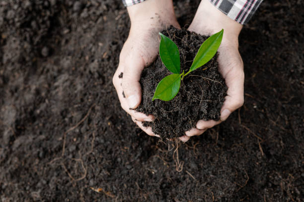 istock A man is planting tree saplings into the soil in a tropical forest, planting a replacement tree to reduce global warming. The concept of saving the world and reducing global warming. 1396868598