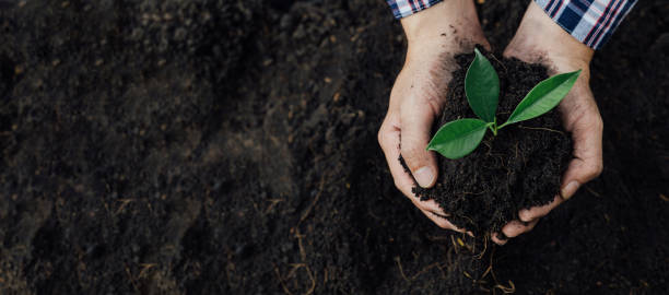 istock A man is planting tree saplings into the soil in a tropical forest, planting a replacement tree to reduce global warming. The concept of saving the world and reducing global warming. 1396868629