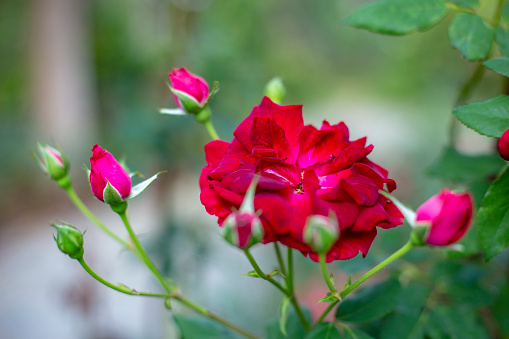 Image of colorful roses
