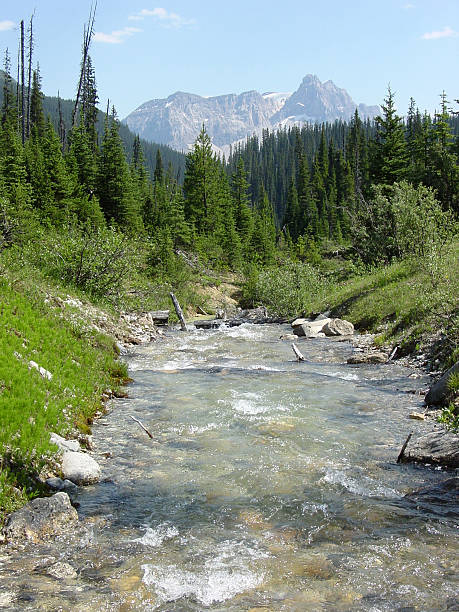istock Little stream in Yoho National Park 139686941