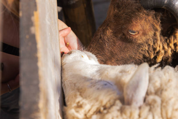 istock Child's hands feeding goat, top view. 1396870154