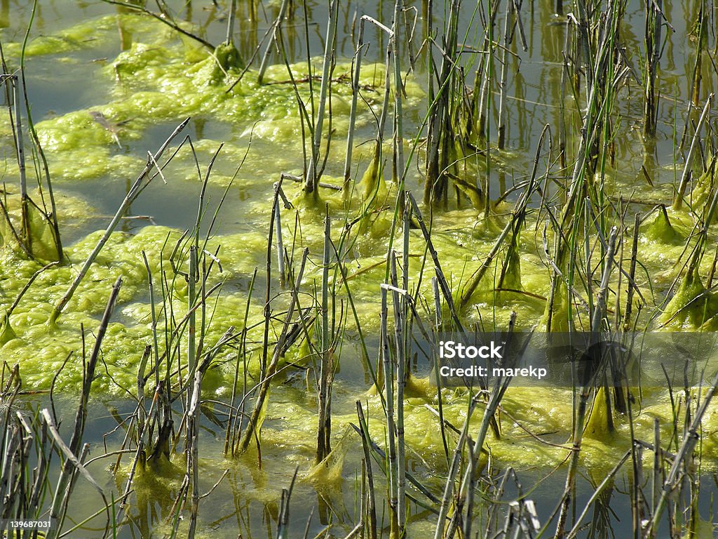 Alga - Foto de stock de Agua libre de derechos