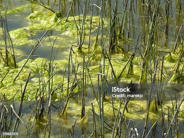 Alga Foto de stock y más banco de imágenes de Agua - Agua, Alga, Borde del agua