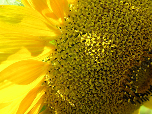 Sunflower stock photo