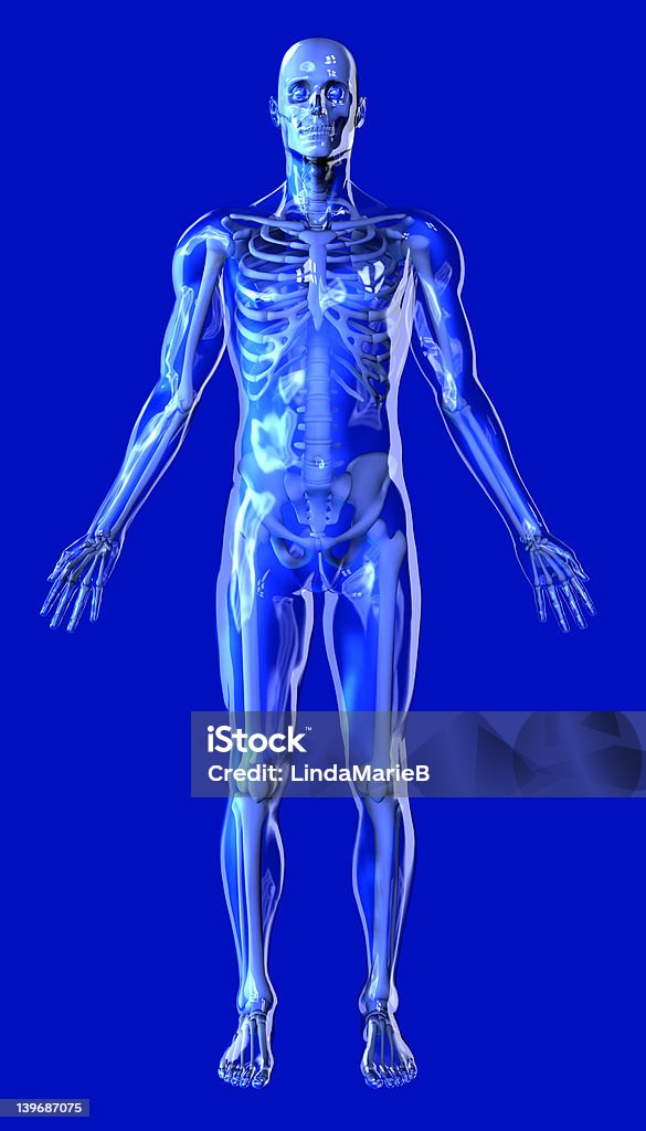 Clear Blue Man with Skeleton - includes clipping path 3D render of a transparent blue man with a skeleton inside. Adult Stock Photo