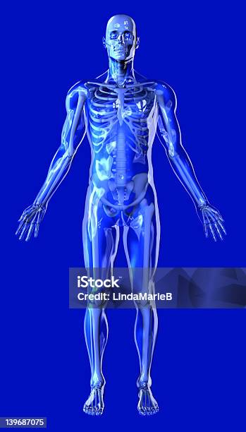 Clear Blue Man With Skeleton Includes Clipping Path Stock Photo - Download Image Now