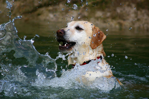 istock Dog, labrador splashing in the river 139687088