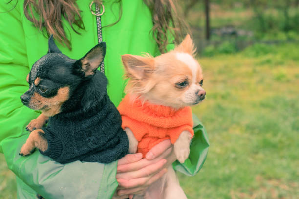 Chihuahua dog in the arms of a girl in a green jacket. Mini dogs in clothes. stock photo