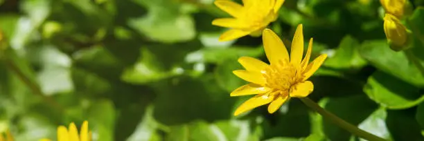 Beautiful flowers of Ficaria verna in a clearing among green leaves. Spring chistyak or buttercup closeup. Banner