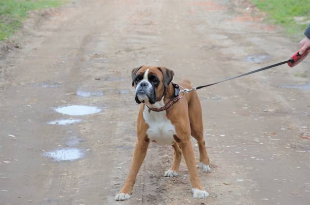 istock big dog brown boxer on a walk 1396871011