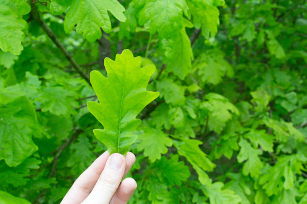 istock Young green oak leaf in hand close-up. 1396871028