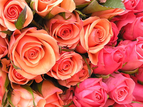 istock bunch of beauties 139687199