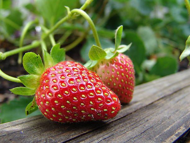 świeże truskawki - strawberry vine zdjęcia i obrazy z banku zdjęć