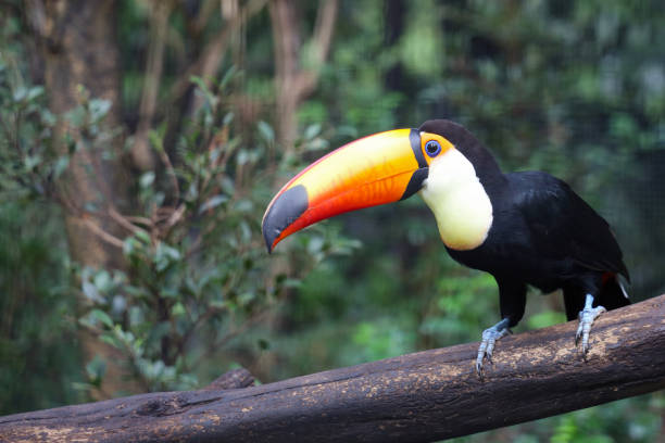 istock The toco toucan bird on the wood tree in forest 1396873116