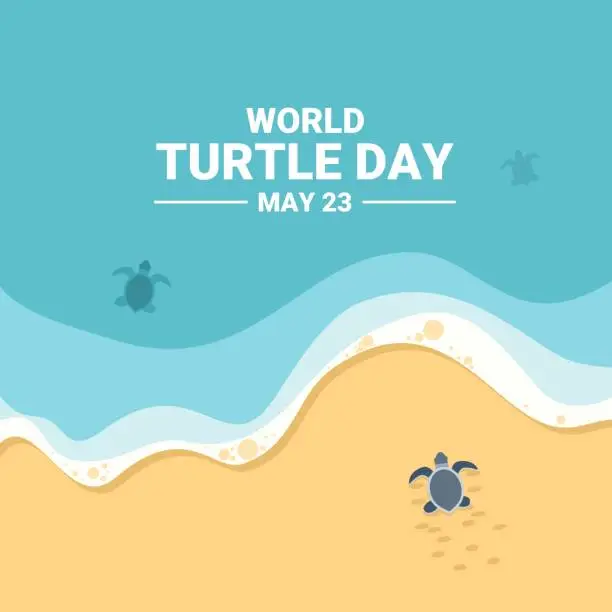 Vector illustration of Baby turtle heading to sea after hatching, as world turtle day banner or poster, vector illustration.