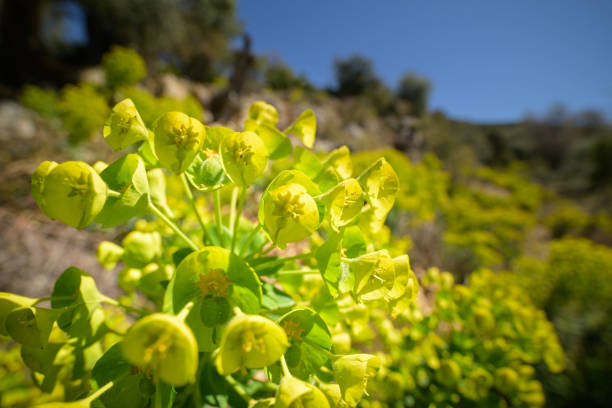 A large spurge (Euphorbia characias) on a sunny day in Croatia in springtime