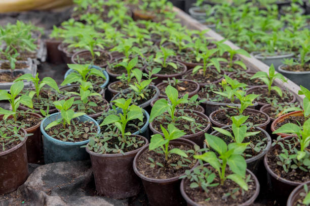 istock Bulgarian pepper seedlings growing in a plastic tray. 1396875420