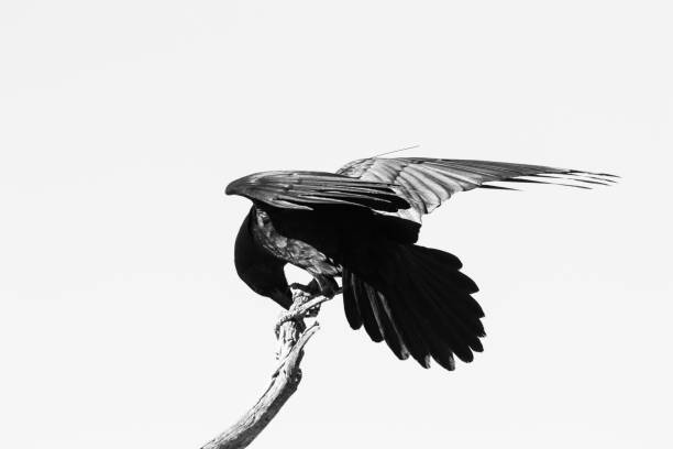 istock Chihuahuan Raven 1396875513