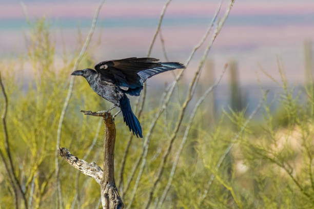 Chihuahuan Raven perched on a branch