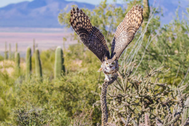 istock Great Horned Owl in flight with wings spread 1396875630