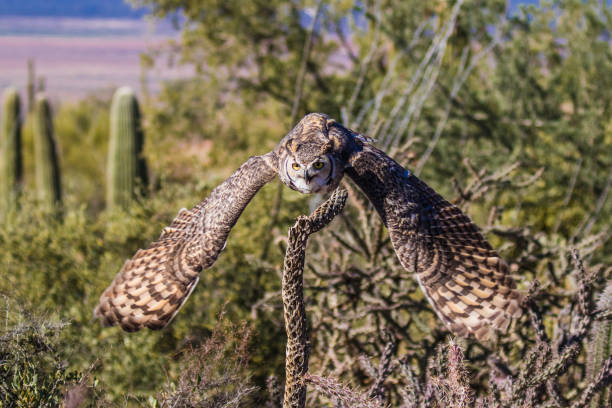 istock Great Horned Owl in flight with wings spread 1396875684