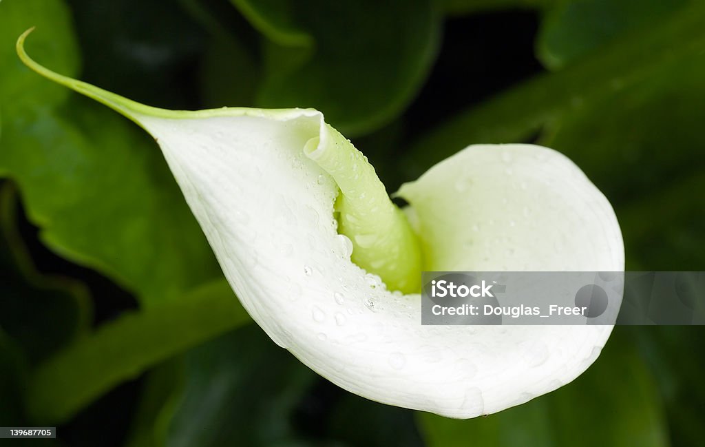 Kühles Weiß und Grün Horstocki Arbeitszimmer - Lizenzfrei Blüte Stock-Foto