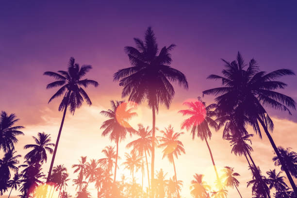istock Copy space of silhouette tropical palm tree on sunset sky with bokeh light leak abstract background. Summer vacation and nature travel adventure concept. 1396877505