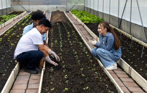 Agriculture is explaining to young girl how to grow and care for produce on an organic vegetable farm. Farming family enjoying the produce in them vegetable garden in greenhouse. Agriculture working, harvesting vegetables at an farm - agricultural activity concepts.