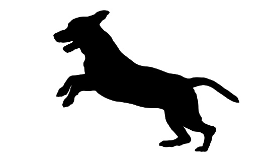 Running and jumping english beagle puppy. Black dog silhouette. Pet animals. Isolated on a white background. Vector illustration.