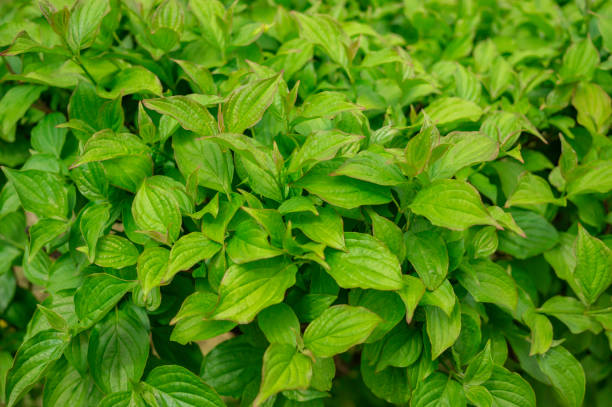 istock Bright green leaves on bushes background 1396877586