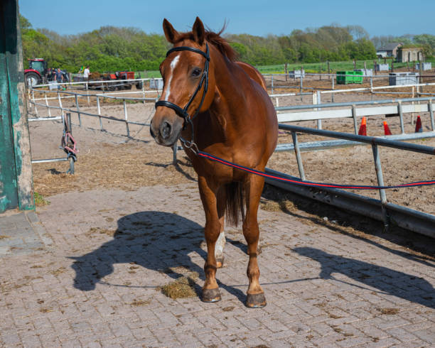 istock Standing beautiful brown chestnut mare horse with a halter at a riding school range 1396877736