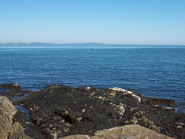 istock Maine Coast Seaweed 139687817