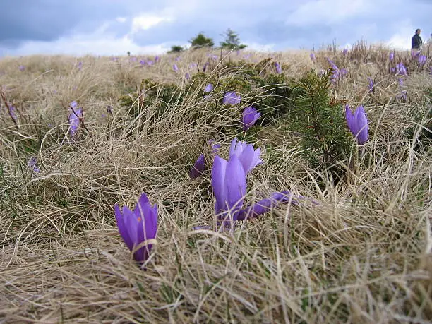 Violets in the field of mountain Kopaonik