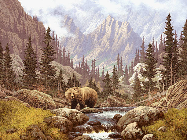 Lone brown bear on a stream under the Rocky Mountains stock photo