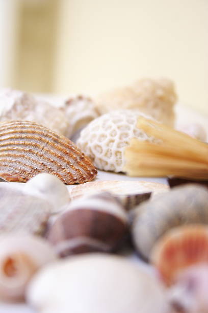 istock Collection of shells and coral 139687924