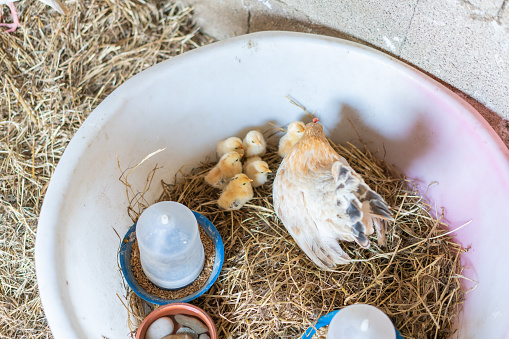 Bantam Hen and chicks protection in barn