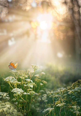 Beautiful natural atmospheric image of spring or summer morning forest with sunbeams breaking through and butterfly in wild grass. Magic and mystery of wild nature and environment.